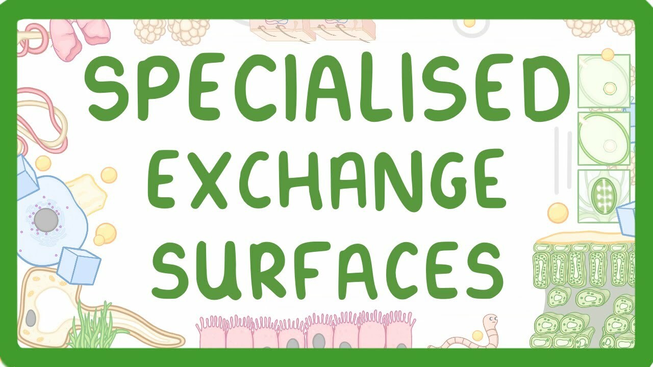 GCSE Biology - Specialised Exchange Surfaces